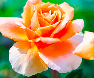 Orange Roses