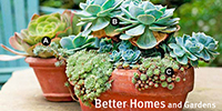 Succulents Simplified Succulents Simplified