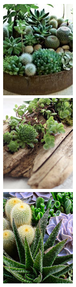 Succulents Simplified Succulents Simplified