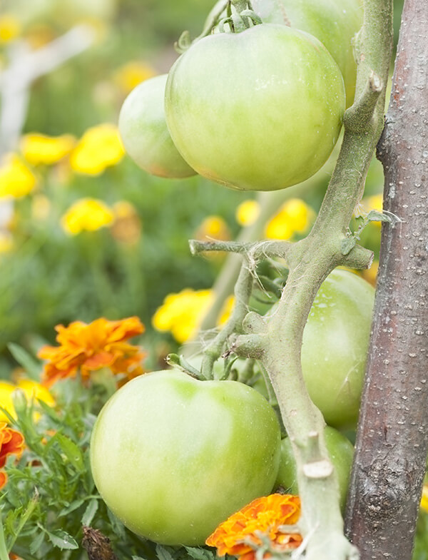 Marigolds and Tomatoes Marigolds and Tomatoes