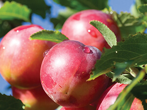 Semi-Grafted Fruit Tree