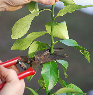 Pruning Citrus Trees Pruning Citrus Trees