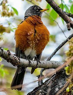 Sweet Sound of Birds Sweet Sound of Birds