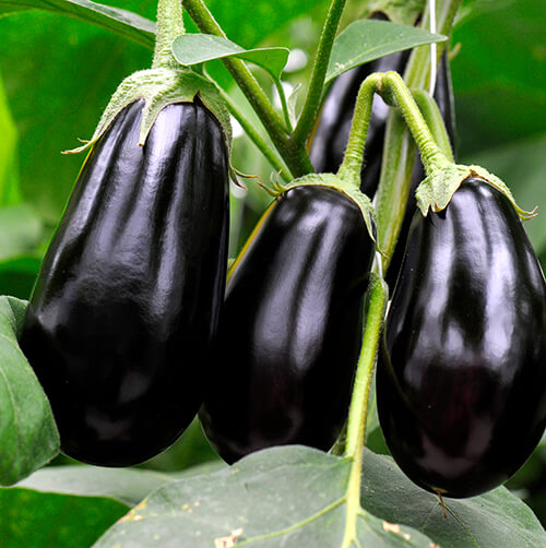 Eggplant Varieties & Care California SummerWinds Nursery