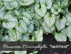 Jack Frost Siberian Bugloss Jack Frost Siberian Bugloss