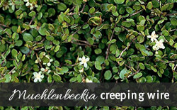 Muehlenbeckia axillaris Muehlenbeckia axillaris