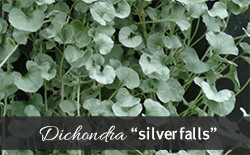 Dichondra Dichondra