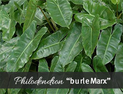 Burle Marx Philodendron Burle Marx Philodendron