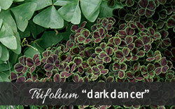 Trifolium repens Dark Dancer