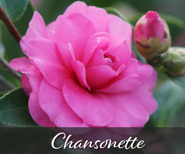 Camellias Varieties California SummerWinds Nursery