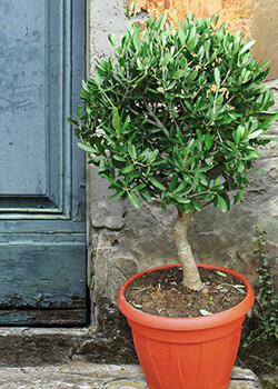 Dwarf Olive Tree