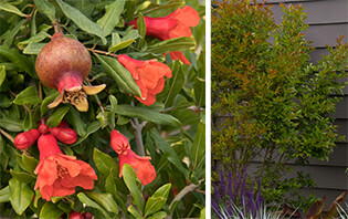 Ornamental Pomegranate Ornamental Pomegranate