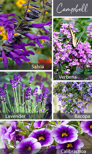 Campbell's favorite perennials Campbell's favorite perennials