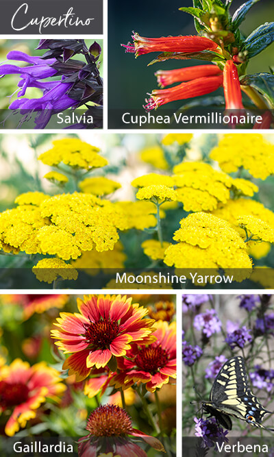 Cupertino's favorite perennials