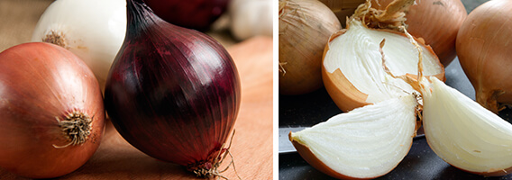 Onion Bulbs Onion Bulbs