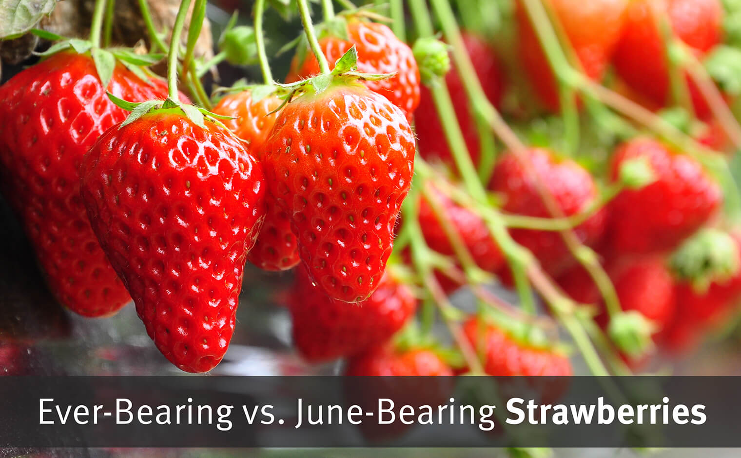 Strawberries Varieties and Care California SummerWinds